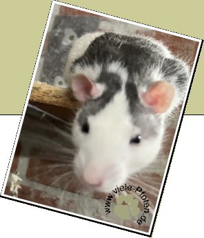Bild : 8 Ratten