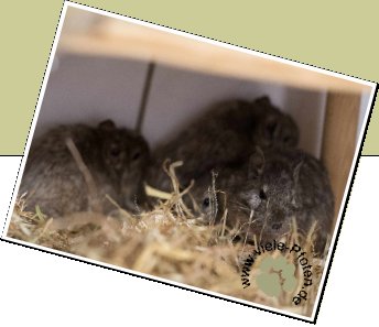 Bild : viele Degus
