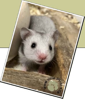 Bild :  7 Hamsterkinder
