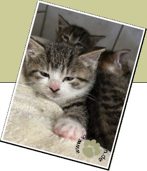 Bild : mehrere Katzenkinder