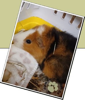 Bild : M&ouml;hrchen