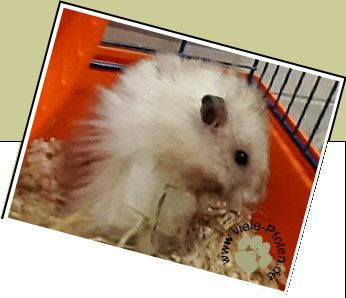 Bild : 4 Hamster, einzeln zu vermitteln