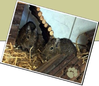 Bild : Tick und Trick 