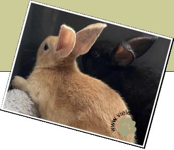Bild : Kaninchenkinder