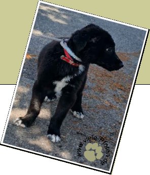Bild : 6 Welpen