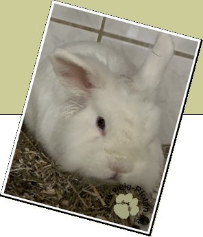 Bild : Murmel